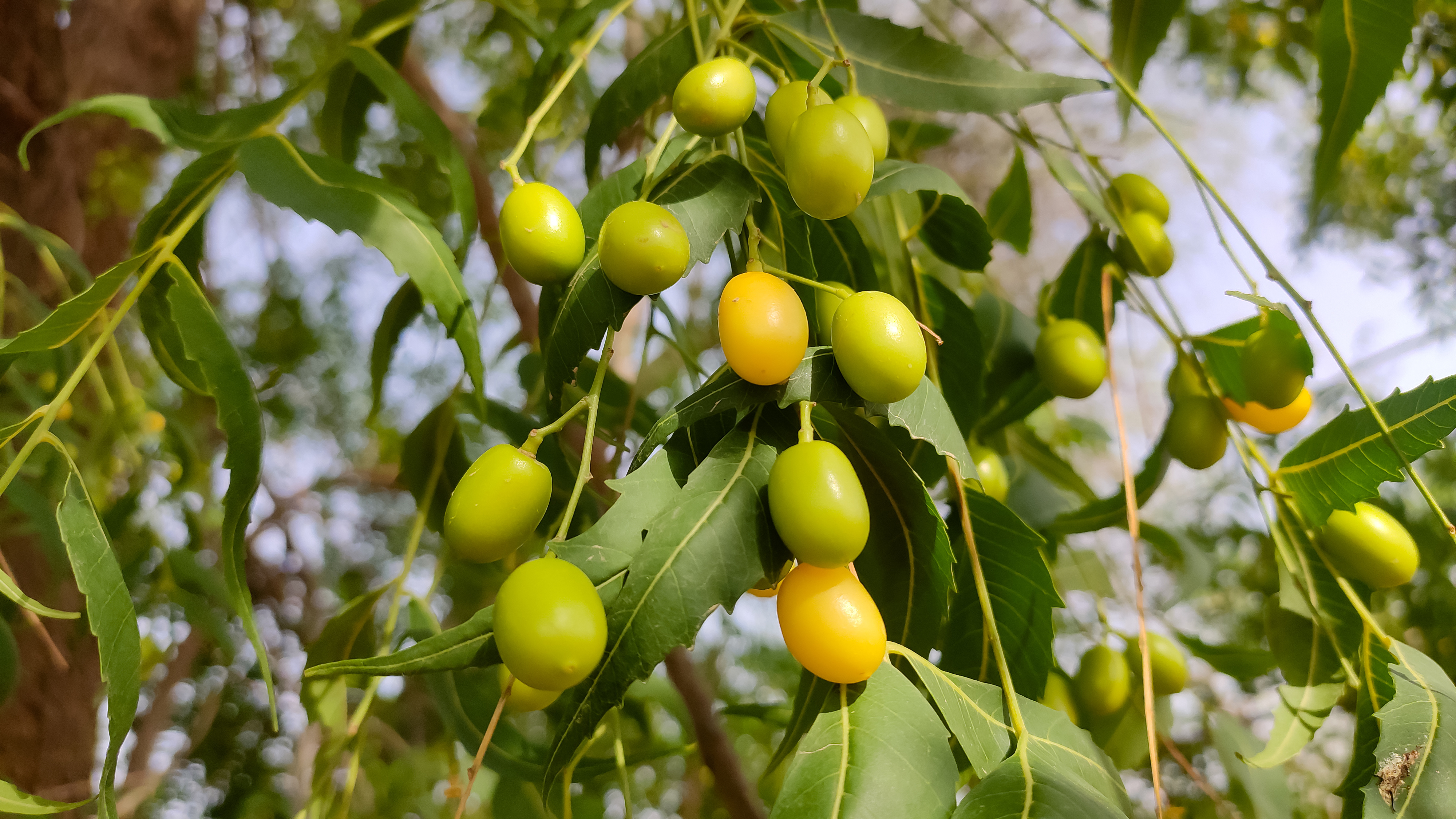 Green background image