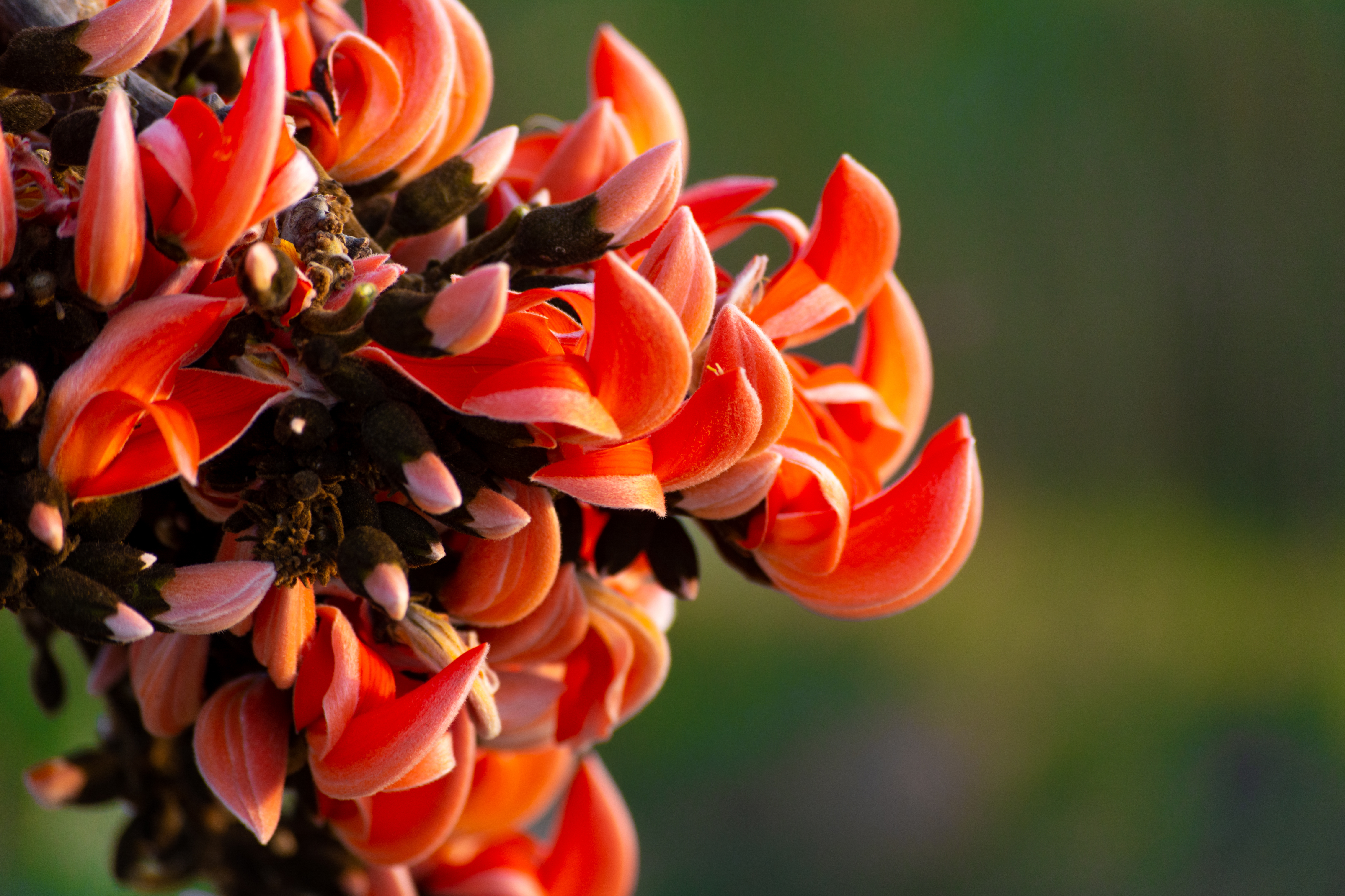 Orange background image